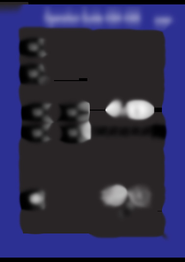 4304