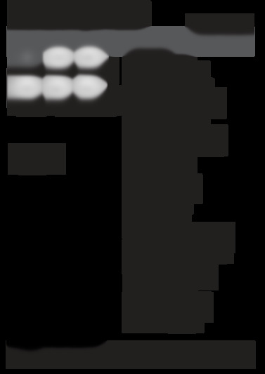 difp28t9