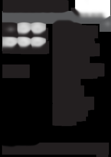 BWD71253