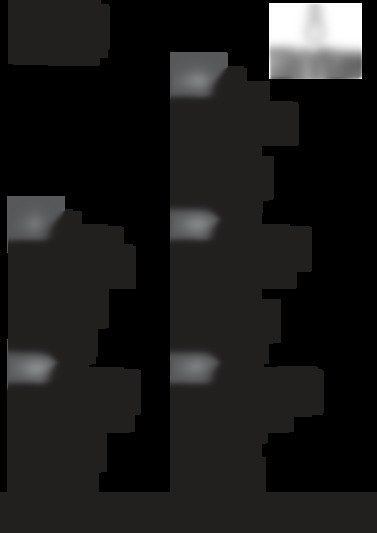 dfsg 891 es p