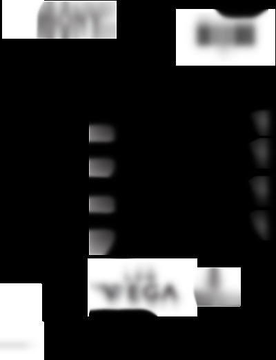 KLV-21SG2