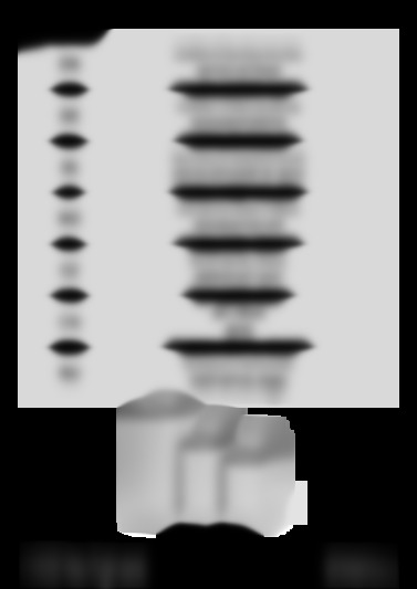 Maxima